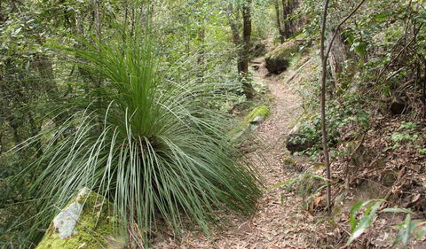 Dharug National Park - Accommodation Gladstone 2