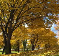 Centennial Park at Cooma - Accommodation Gladstone