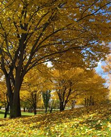 Centennial Park At Cooma - Accommodation Gladstone 0