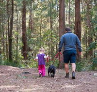 Olney State Forest - Watagan Mountains - Accommodation Gladstone