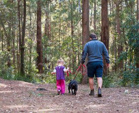 Olney State Forest - Watagan Mountains - Accommodation Gladstone 0