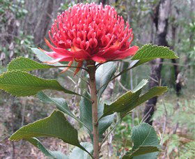 Olney State Forest - Watagan Mountains - Accommodation Gladstone 1