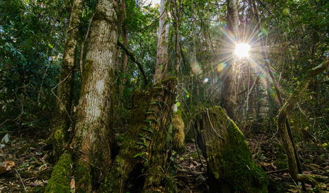 Basin Loop Track - Accommodation Gladstone 1