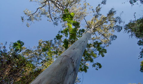 Basin Loop Track - Accommodation Gladstone 2