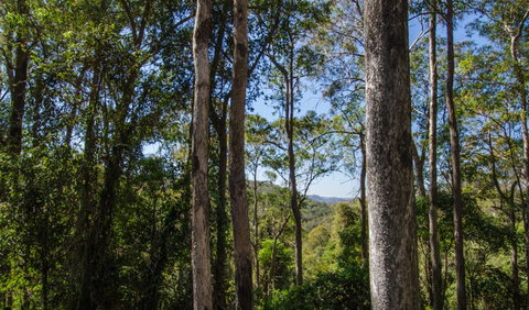 Basin Loop Track - Accommodation Gladstone 3