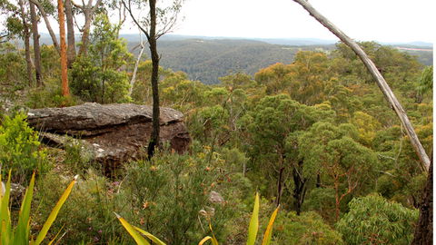 Popran National Park - Accommodation Gladstone 3