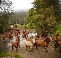 Glenworth Valley Horse Riding - Accommodation Gladstone
