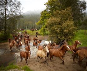 Glenworth Valley Horse Riding - Accommodation Gladstone 0