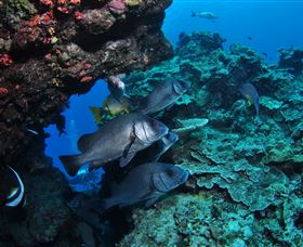 Maori Wrasse Bommie Dive Site - Accommodation Gladstone 1