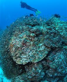 Maori Wrasse Bommie Dive Site - Accommodation Gladstone 2