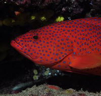 Maori Wrasse Bommie Dive Site - Accommodation Gladstone