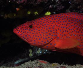 Maori Wrasse Bommie Dive Site - Accommodation Gladstone 0