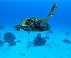 Maori Wrasse Bommie Dive Site - Accommodation Gladstone 3