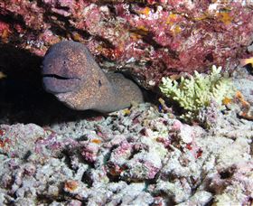 Anchor Bommie Dive Site - Accommodation Gladstone 1