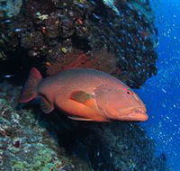 Anchor Bommie Dive Site - Accommodation Gladstone