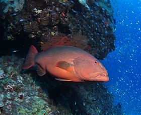Anchor Bommie Dive Site - Accommodation Gladstone 0