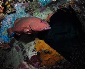 Severance Shipwreck Dive Site - Accommodation Gladstone 1