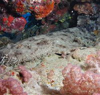 Lighthouse Bommies Dive Site - Accommodation Gladstone