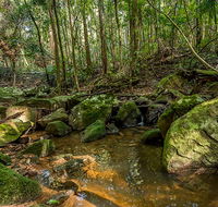 Palm Grove Nature Reserve - Accommodation Gladstone