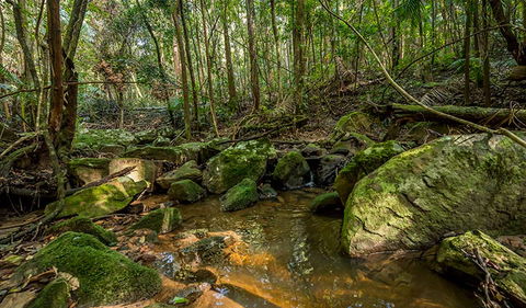 Palm Grove Nature Reserve - Accommodation Gladstone 0