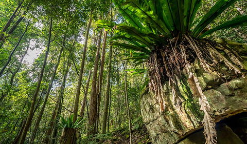 Palm Grove Nature Reserve - Accommodation Gladstone 1