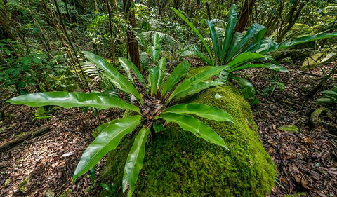 Palm Grove Nature Reserve - Accommodation Gladstone 2