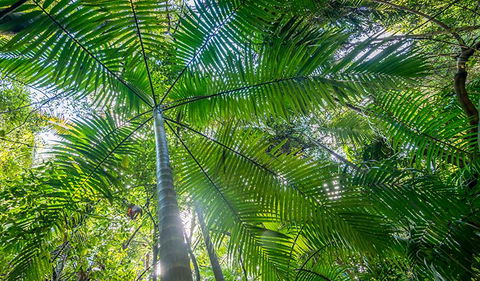Palm Grove Nature Reserve - Accommodation Gladstone 3