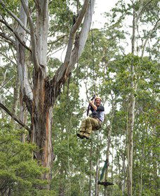 TreeTop Adventure Park Central Coast - Accommodation Gladstone 2