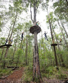 TreeTop Adventure Park Central Coast - Accommodation Gladstone 4