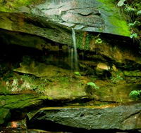 Strickland State Forest - Accommodation Gladstone