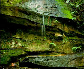 Strickland State Forest - Accommodation Gladstone 0