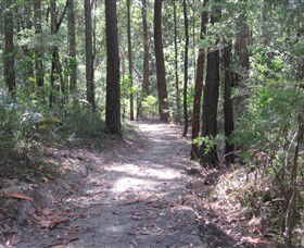 Strickland State Forest - Accommodation Gladstone 2