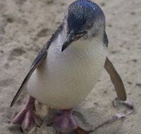 Penguin Island Boardwalks and Walk Trail - Accommodation Gladstone