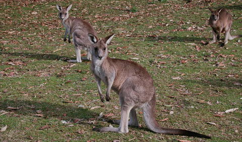 Lake Macquarie State Conservation Area - Accommodation Gladstone 1