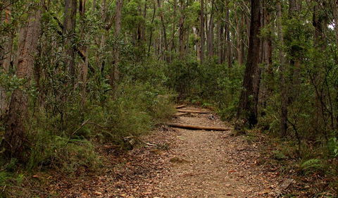 Pigeon House Mountain Didthul Walking Track - Accommodation Gladstone 0