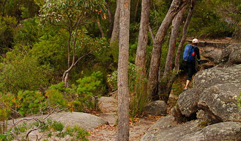 Pigeon House Mountain Didthul Walking Track - Accommodation Gladstone 3