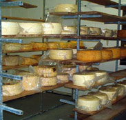 Harvey Cheese - Accommodation Gladstone