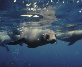 Wilsons Promontory Marine National Park - Accommodation Gladstone 0