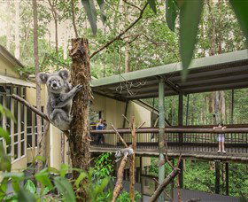 Daisy Hill Koala Centre - Accommodation Gladstone 0