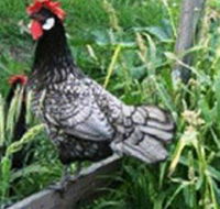 Merry Maidens Veggies - Accommodation Gladstone