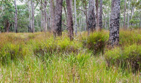 Narrawallee Inlet Walking Track - Accommodation Gladstone 0