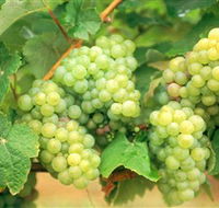 Red Tail Wines - Accommodation Gladstone