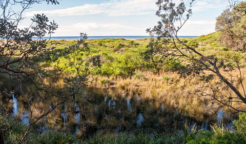 Burrawang Track - Conjola Beach To Buckleys Point - Accommodation Gladstone 1