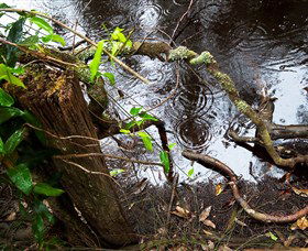 Mogo Bushwalk - Accommodation Gladstone 0