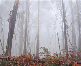 Mogo Bushwalk - Accommodation Gladstone 1