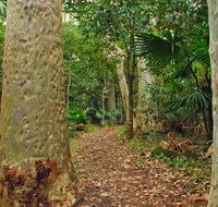 Depot Beach Rainforest walk - Accommodation Gladstone