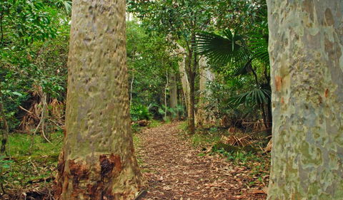 Depot Beach Rainforest Walk - Accommodation Gladstone 0