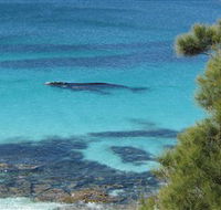 Jervis Bay Marine Park - Accommodation Gladstone