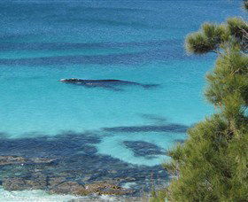 Jervis Bay Marine Park - Accommodation Gladstone 0
