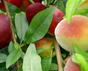 Allgomera ACT Accommodation Gladstone